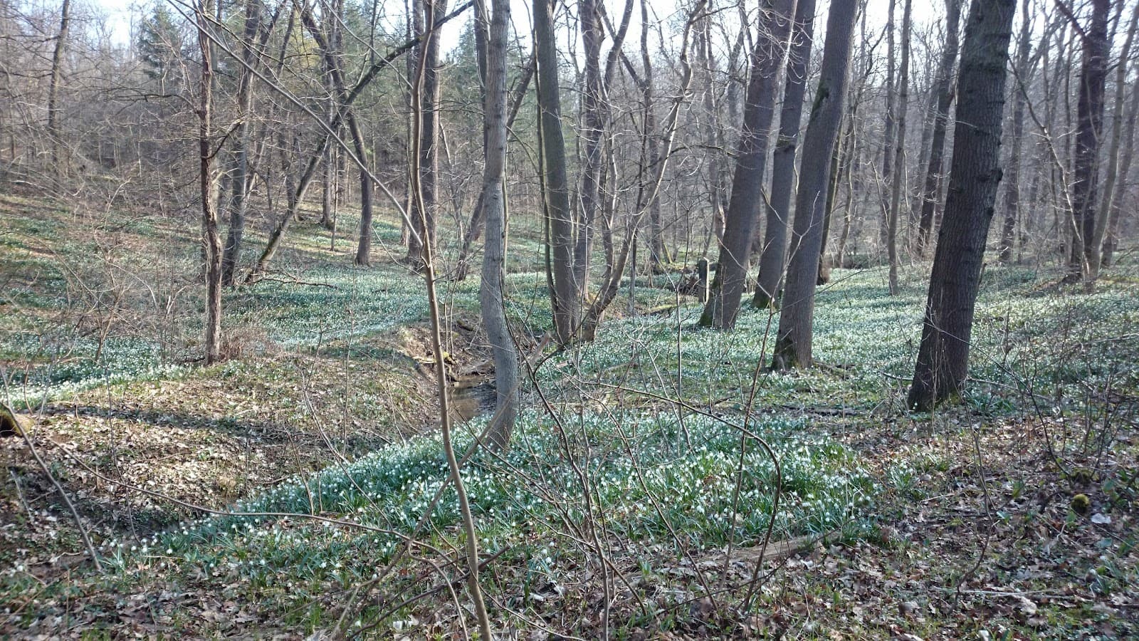 Löbervorstadt Jena - Image 1