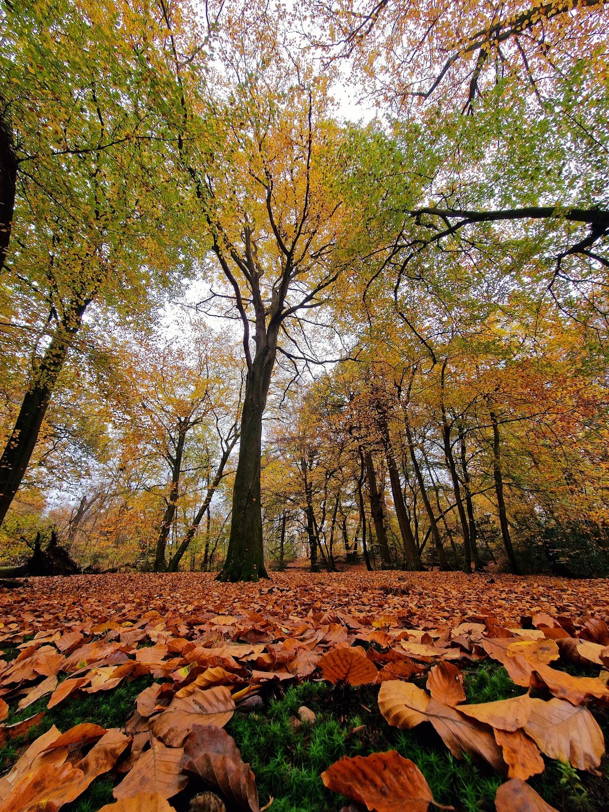 Burnham Beeches - Image 1