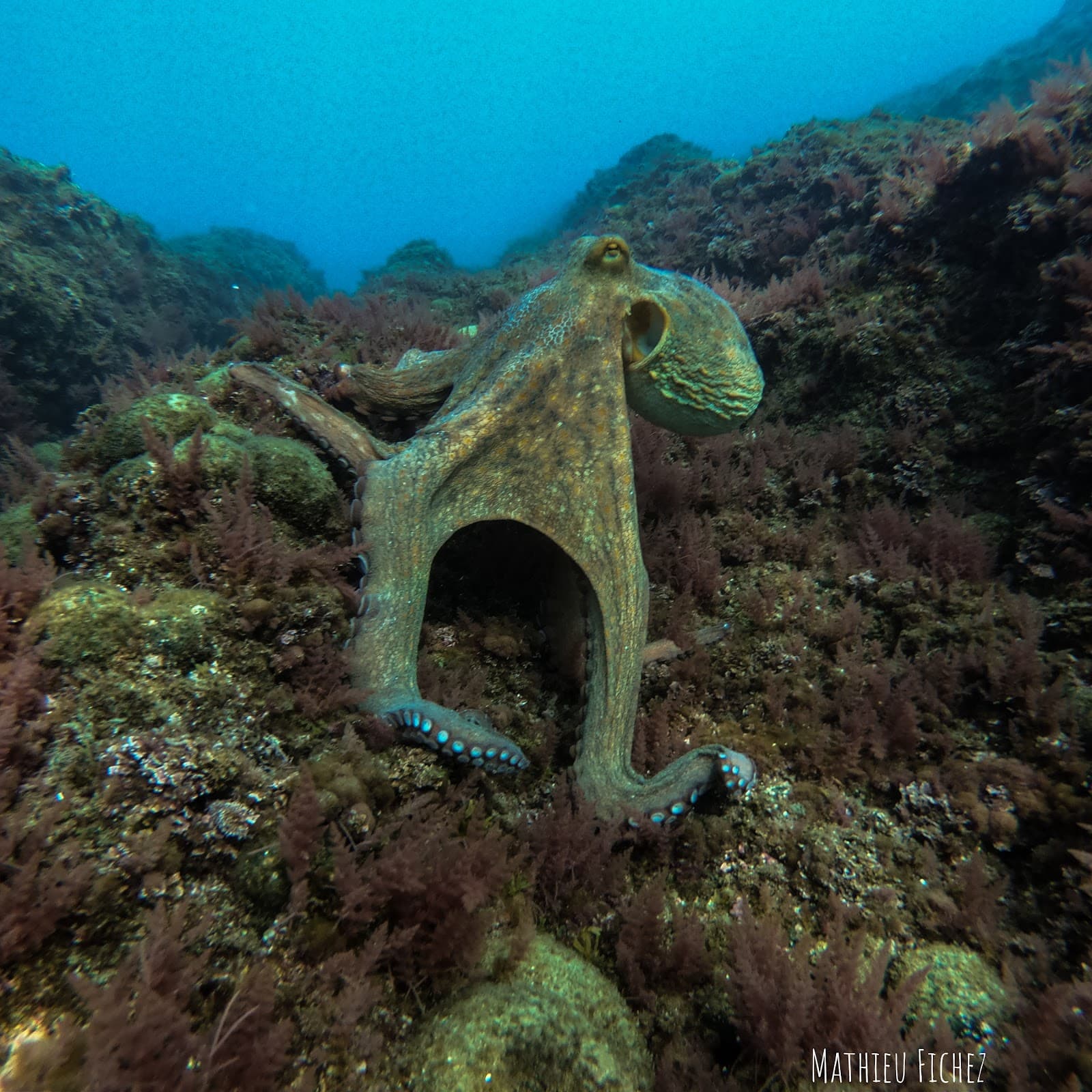 Île d'Or viewpoint - Image 1
