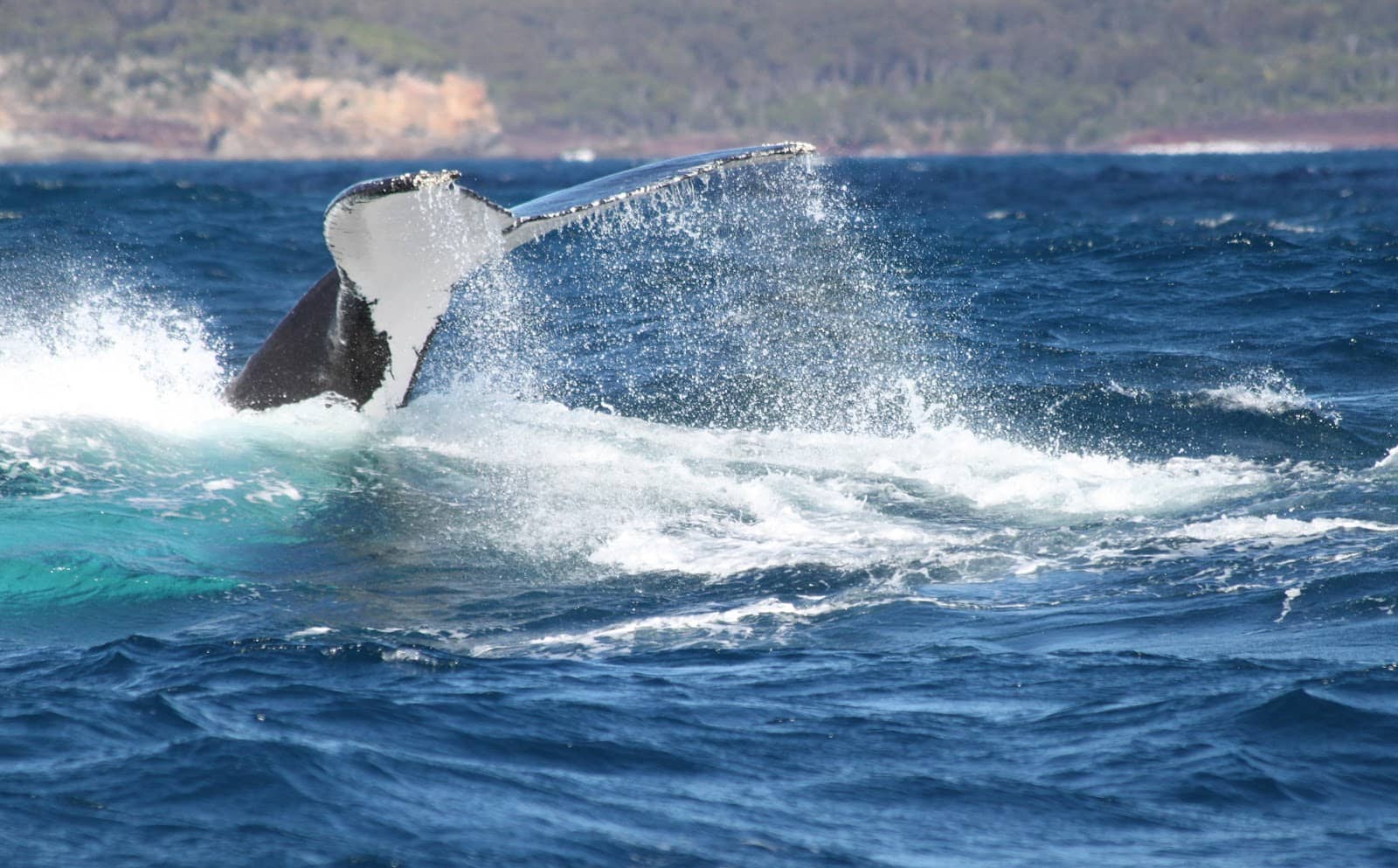 Seal and Octopus Sightings