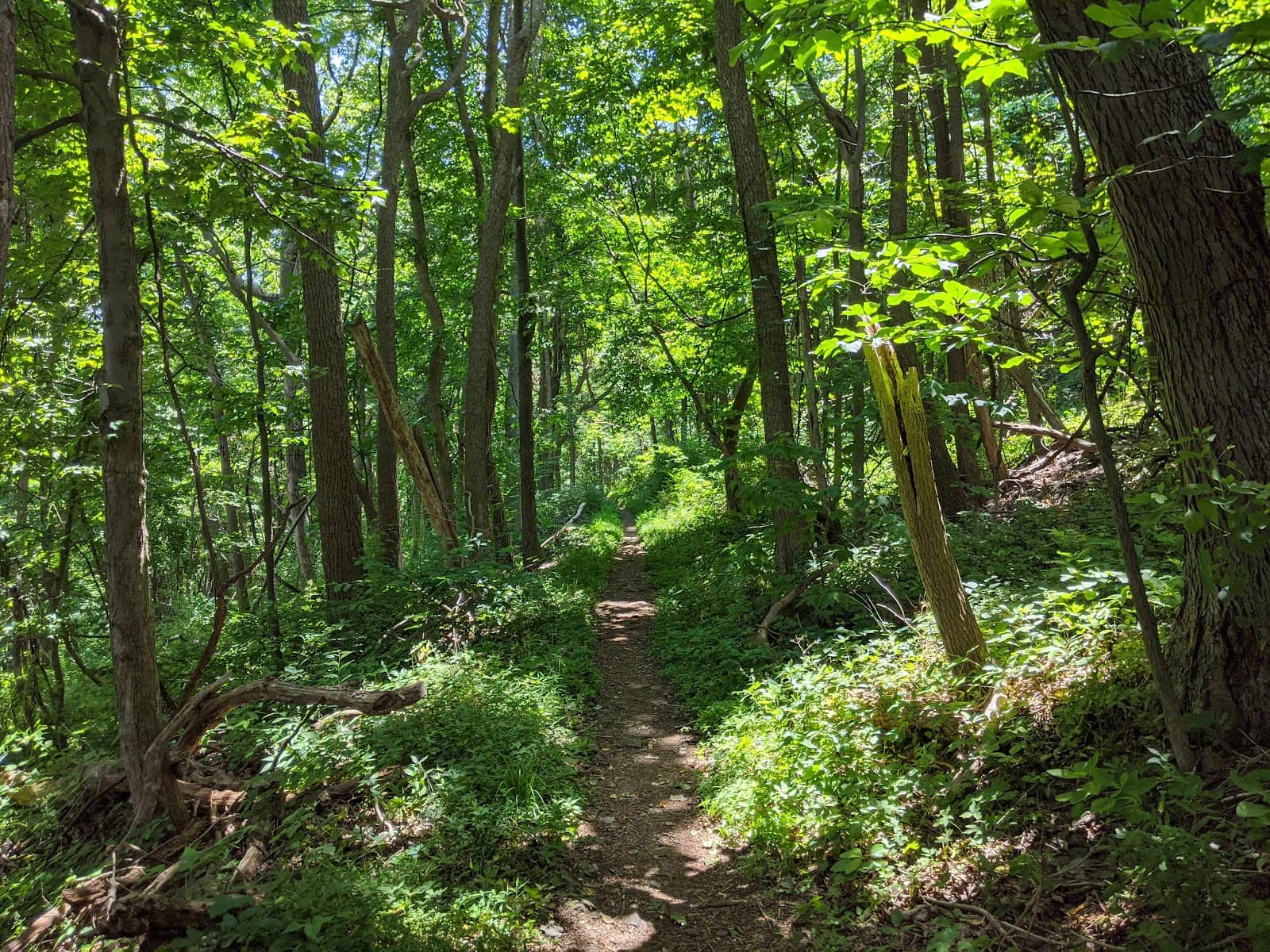 Peaceful Forest Ambiance