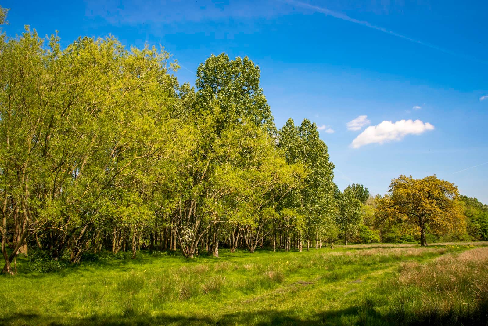 Woodland Trails