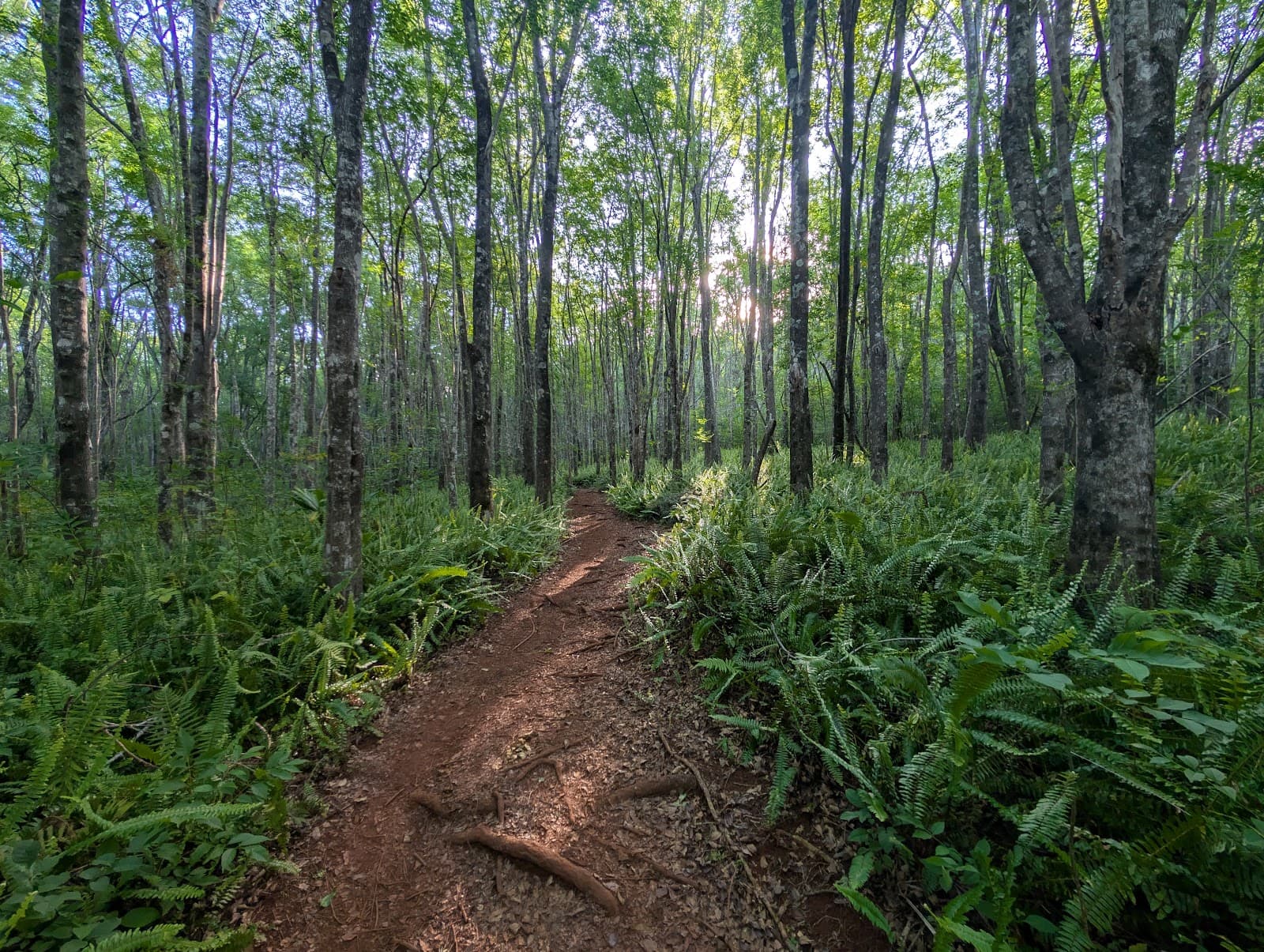 Makawao Forest Reserve - Image 1