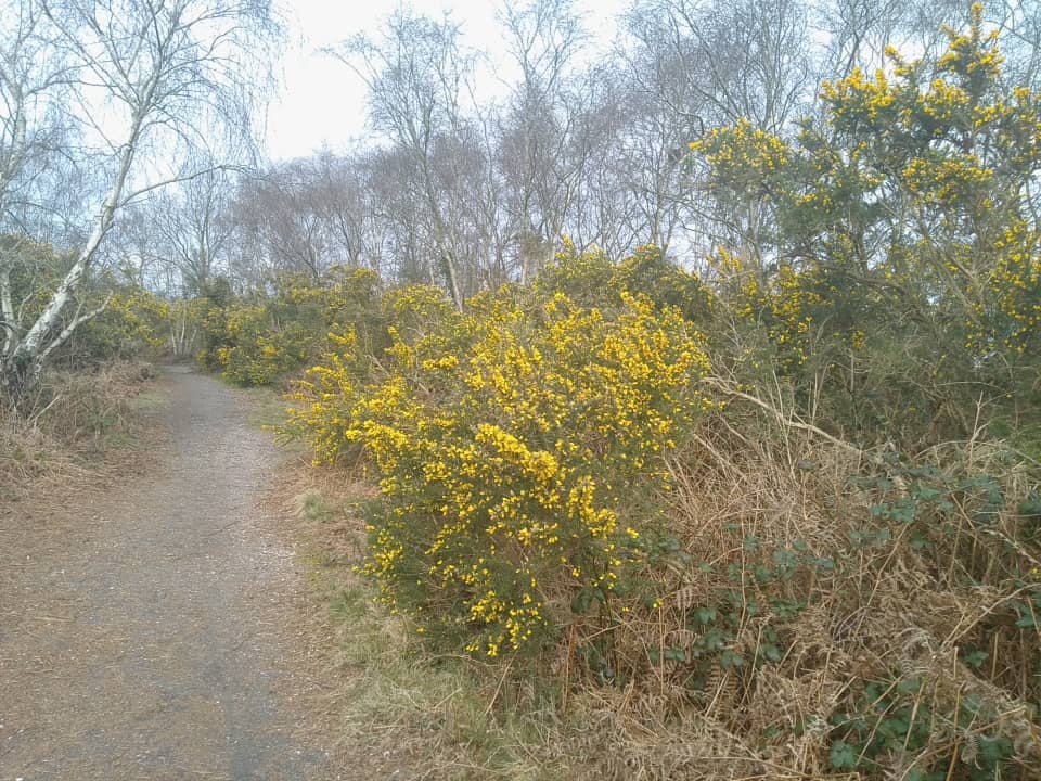 Bluebells & Wildlife
