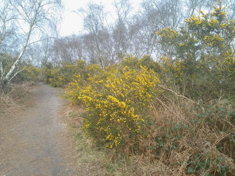 Talbot Heath Nature Reserve Bournemouth - Image 1