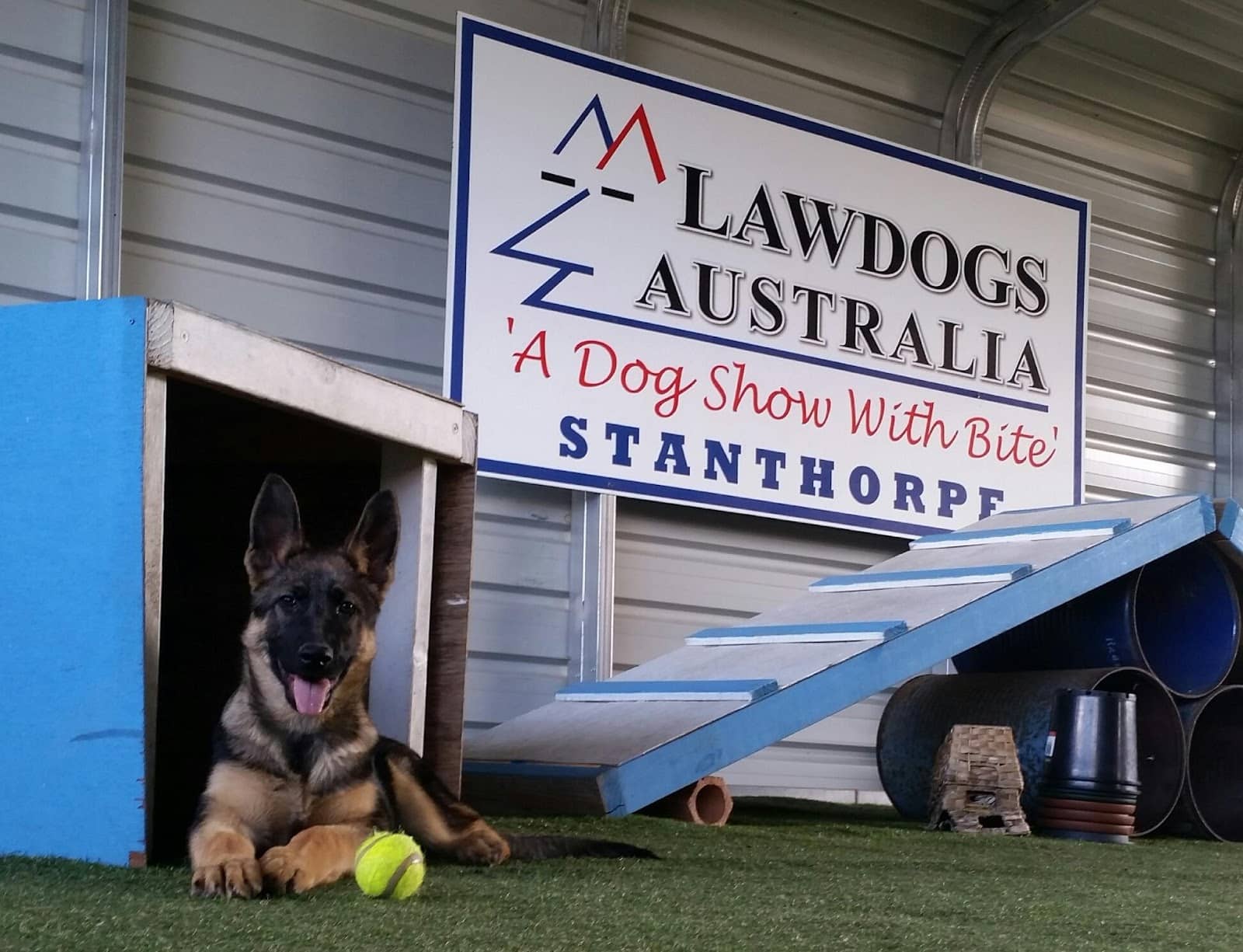 Meet Rescue Dogs