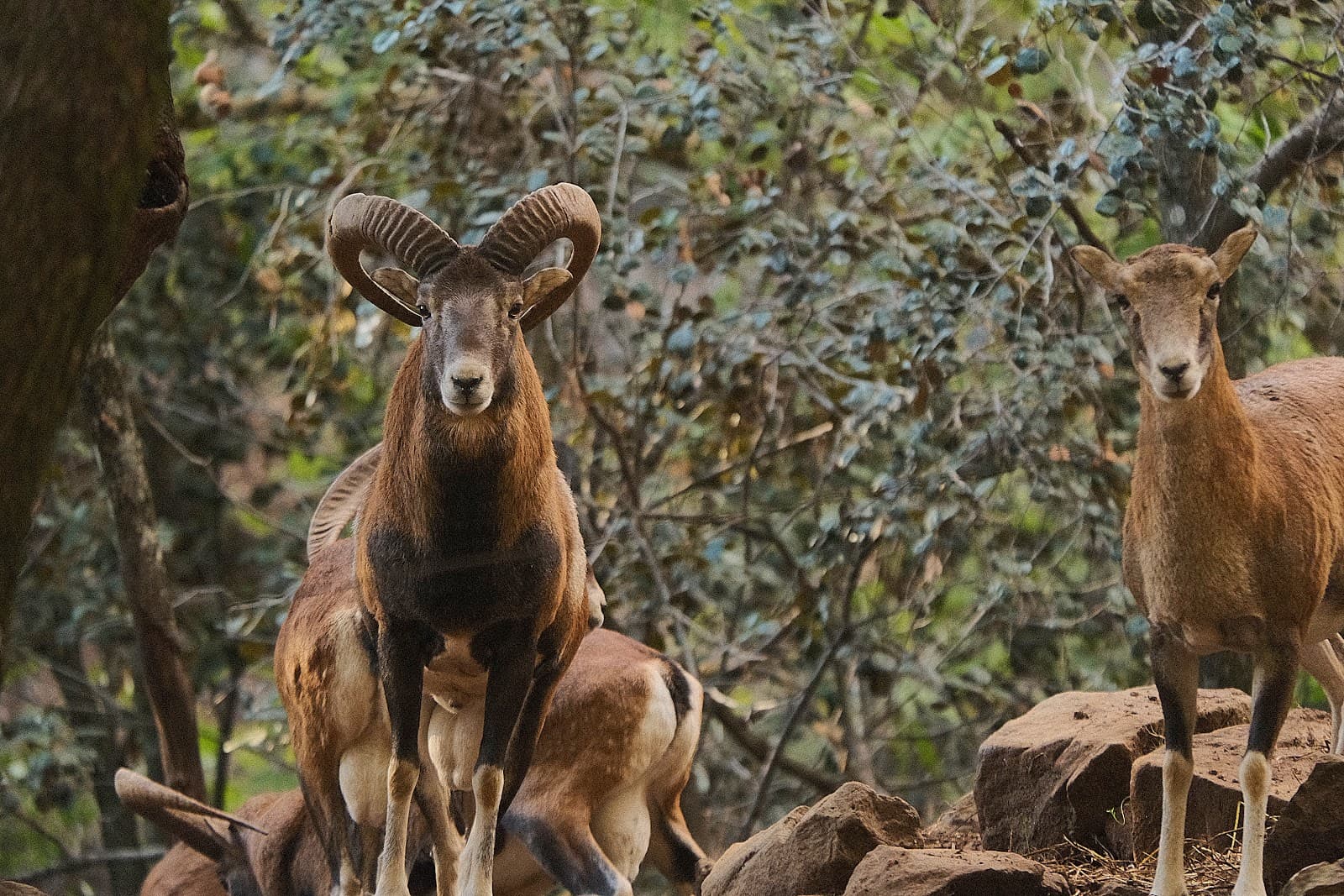 Stavros tis Psokas (Mouflon Enclosure) - Image 1