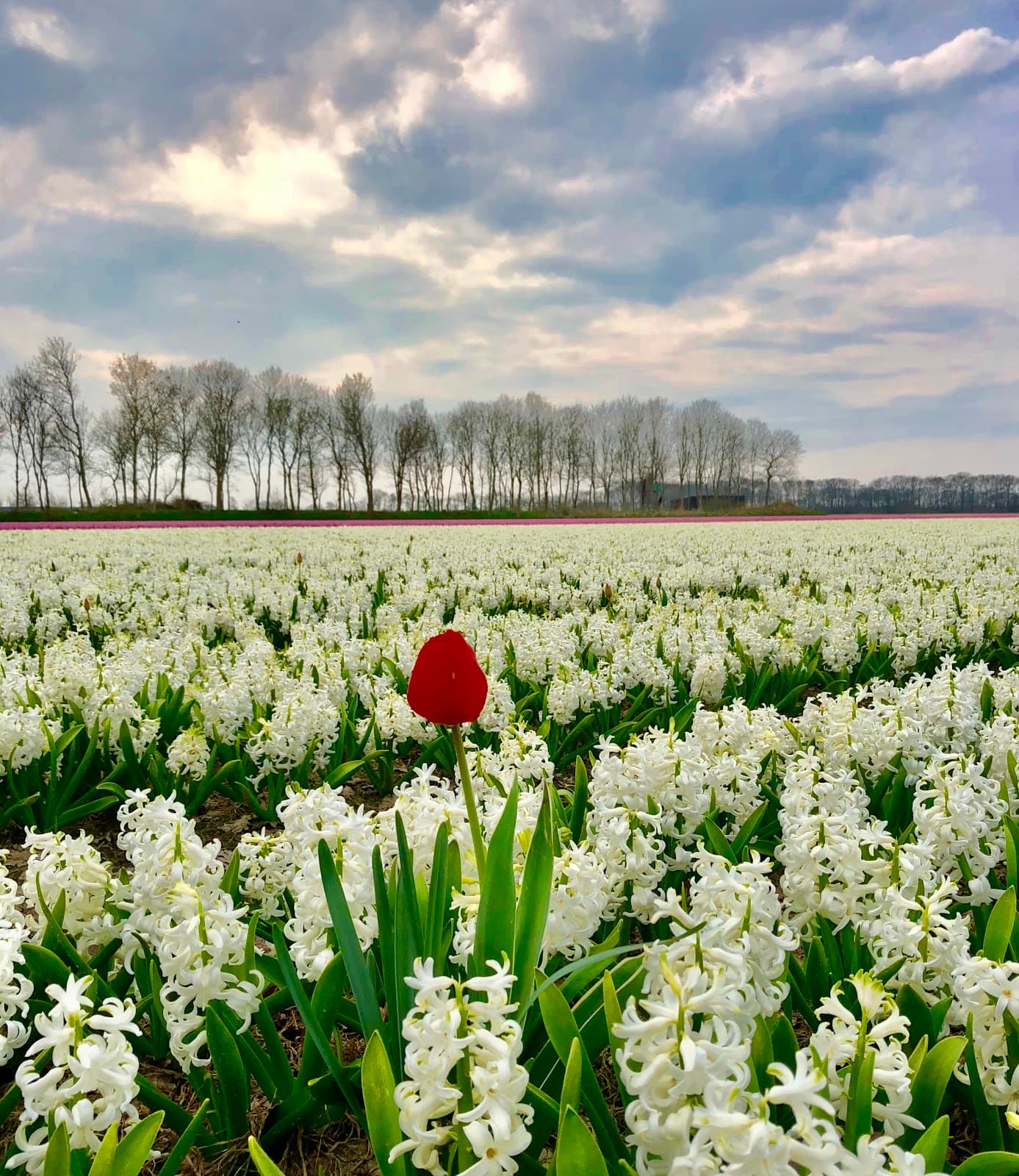 Lisse Centrum - Image 1