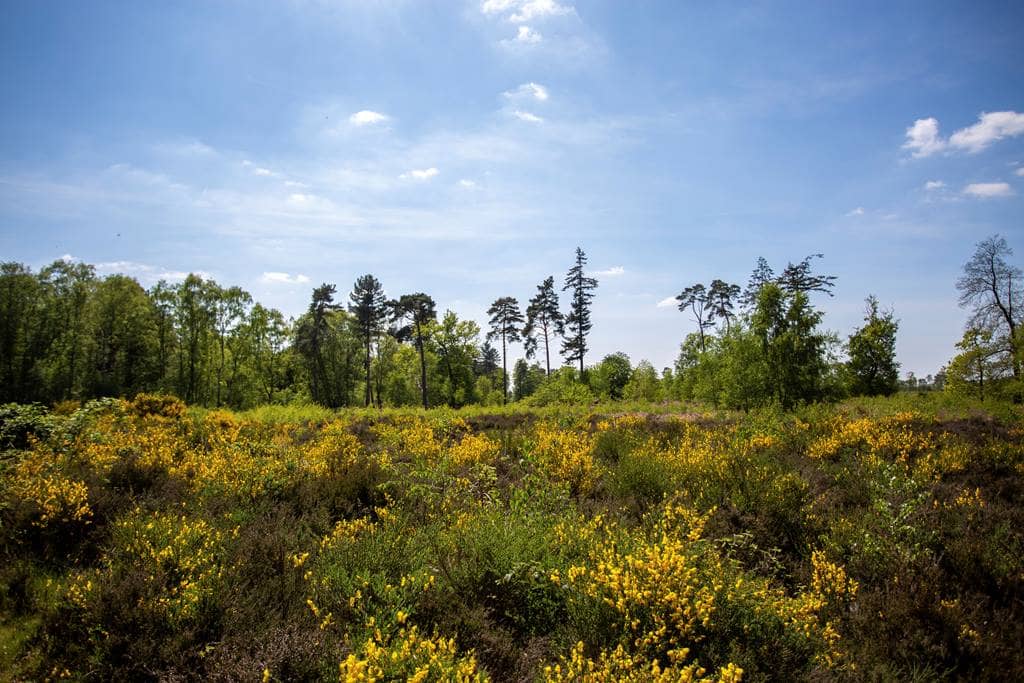 Heathland Habitat