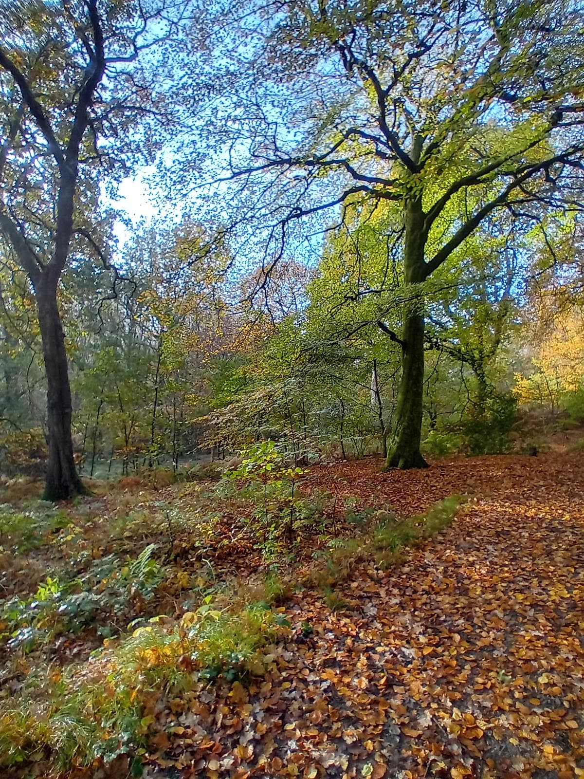 Hopwood Woods Nature Reserve - Image 1