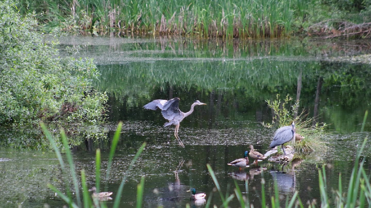 Maplewood Flats Conservation Area - Image 1