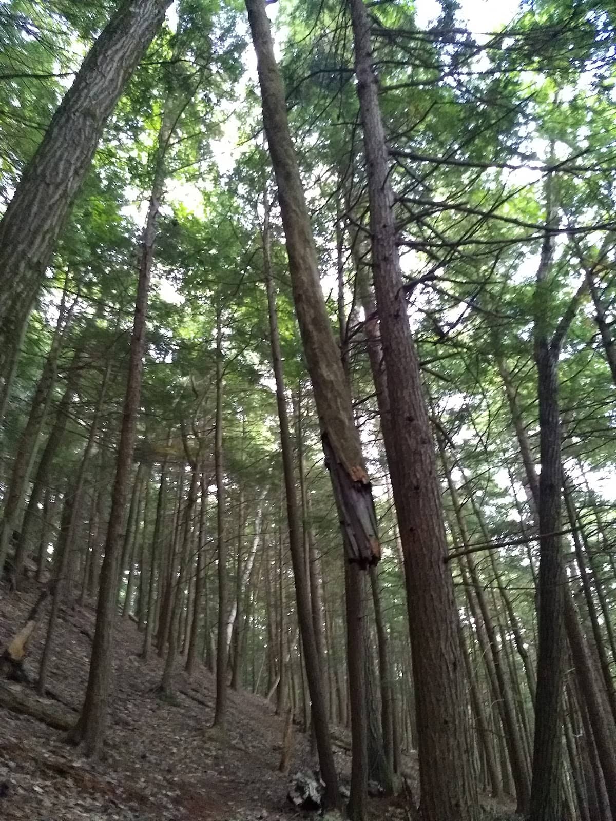 Vertical photo