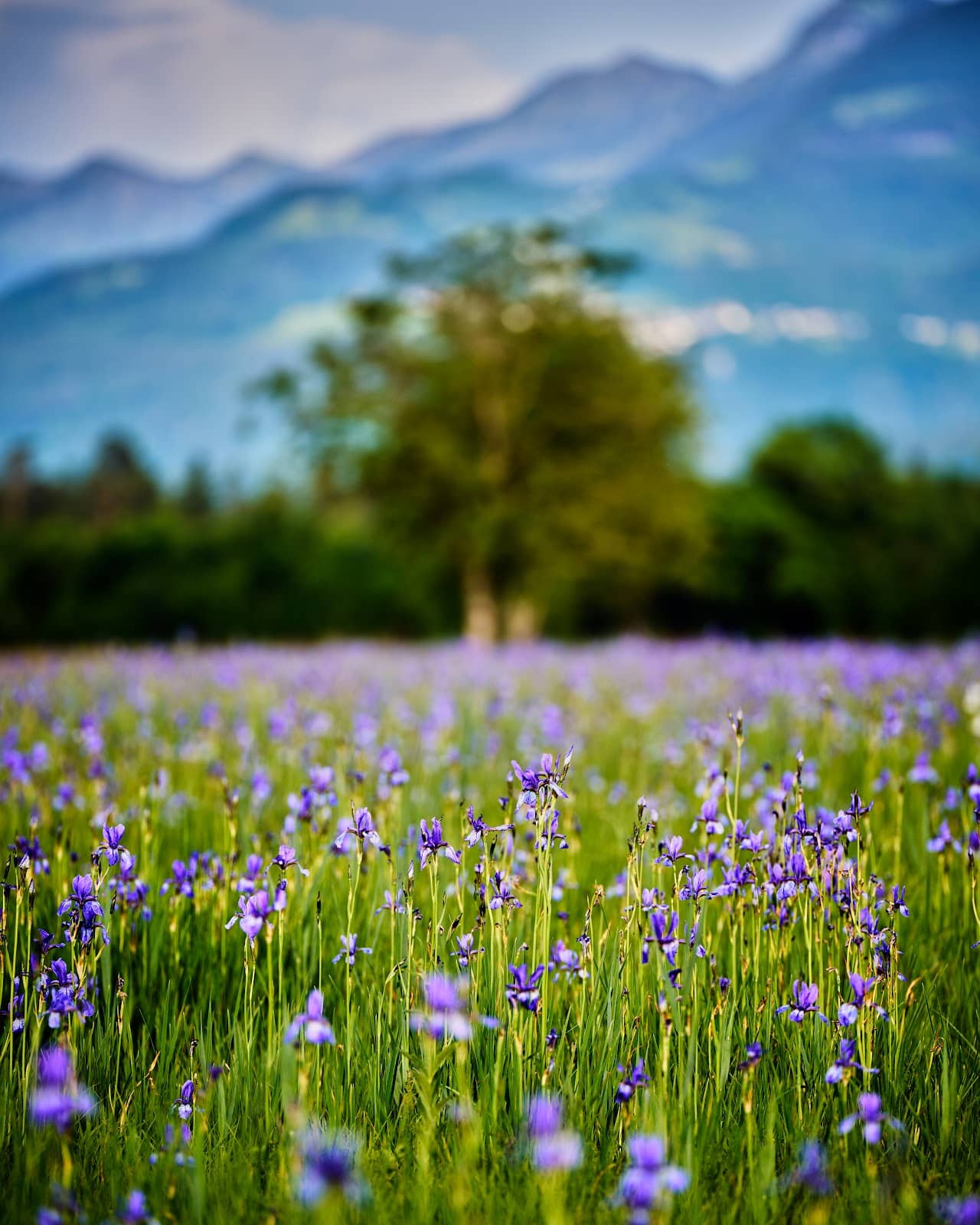 Vertical photo