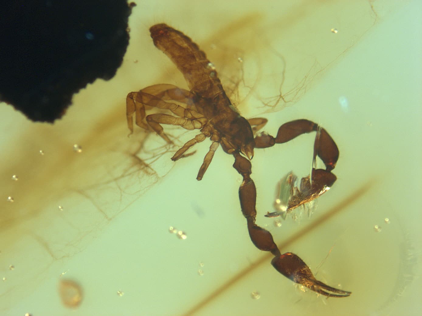 Amber Museum Chiapas - Image 1