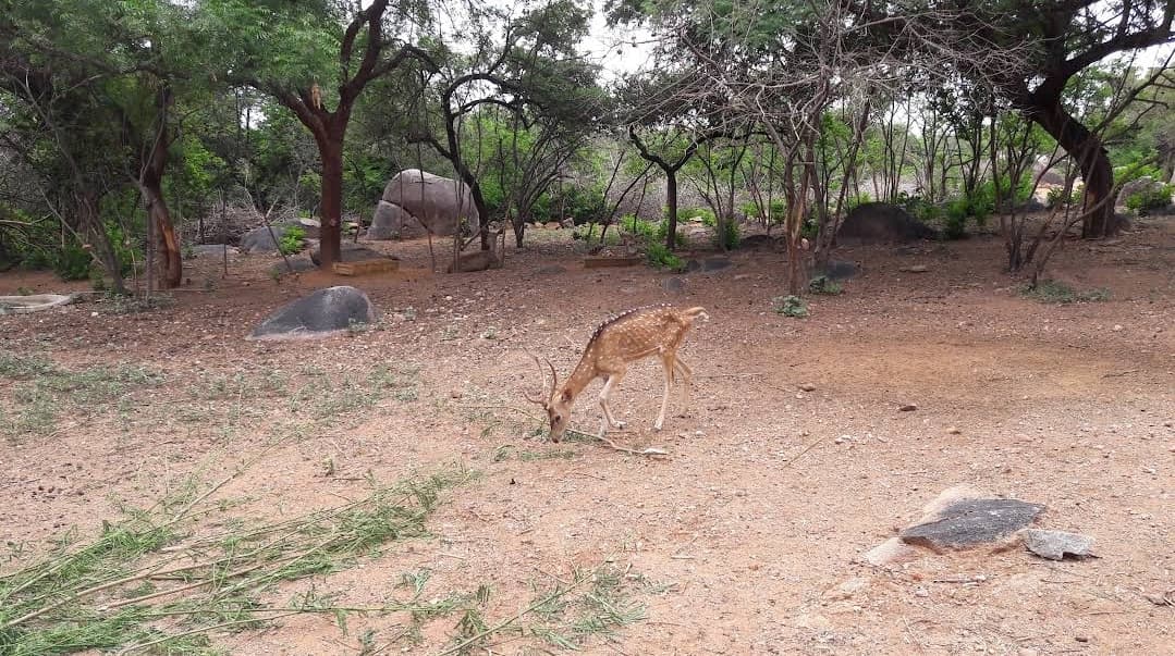 Mrugavani National Park - Image 1