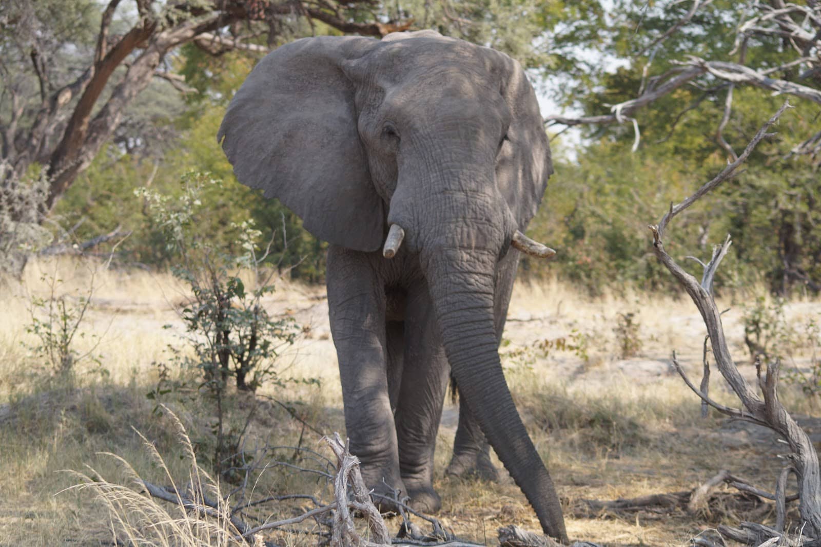 Moremi Game Reserve Proximity