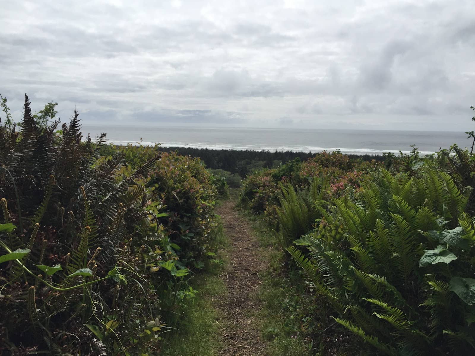 Enchanting Forest Trail