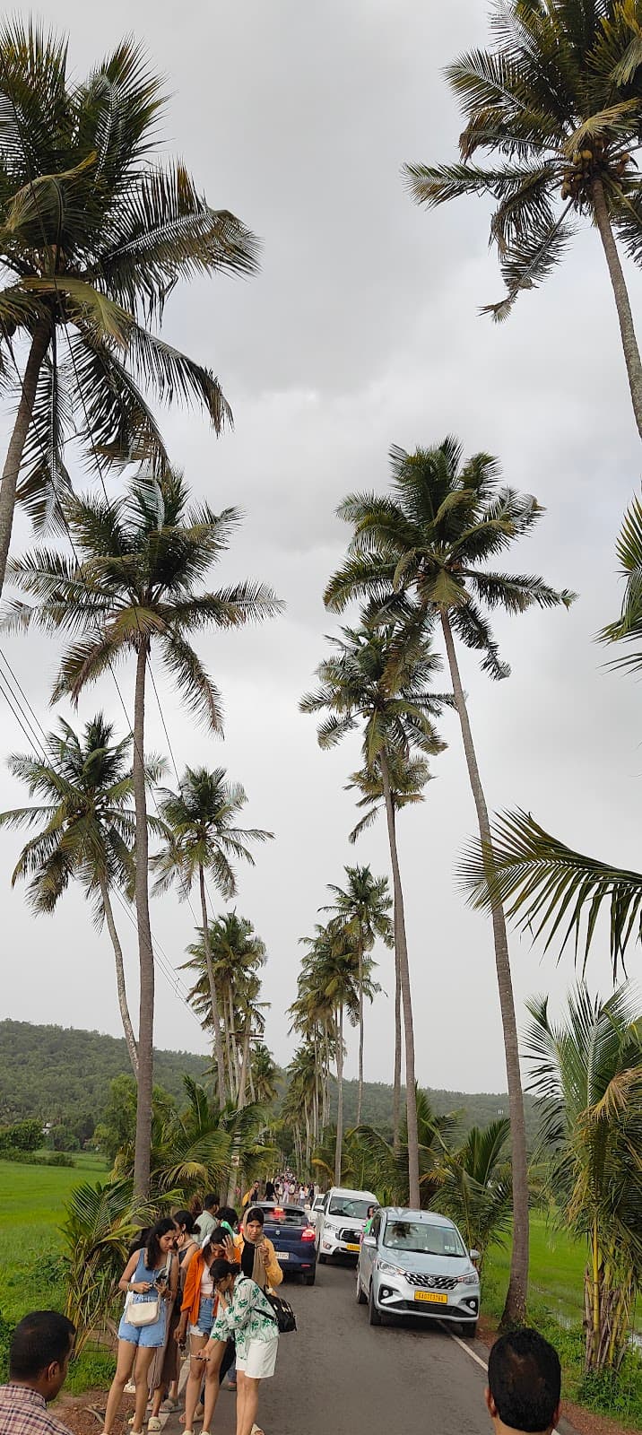 Parra Coconut Tree Road - Image 1