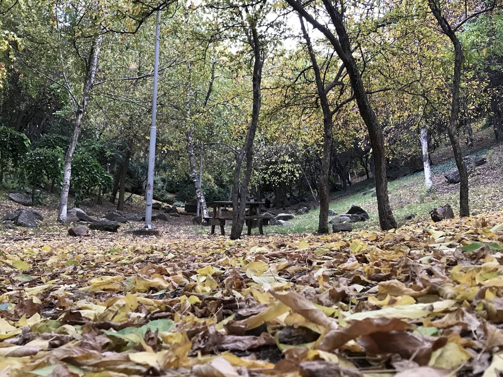 Picnic and Relaxation