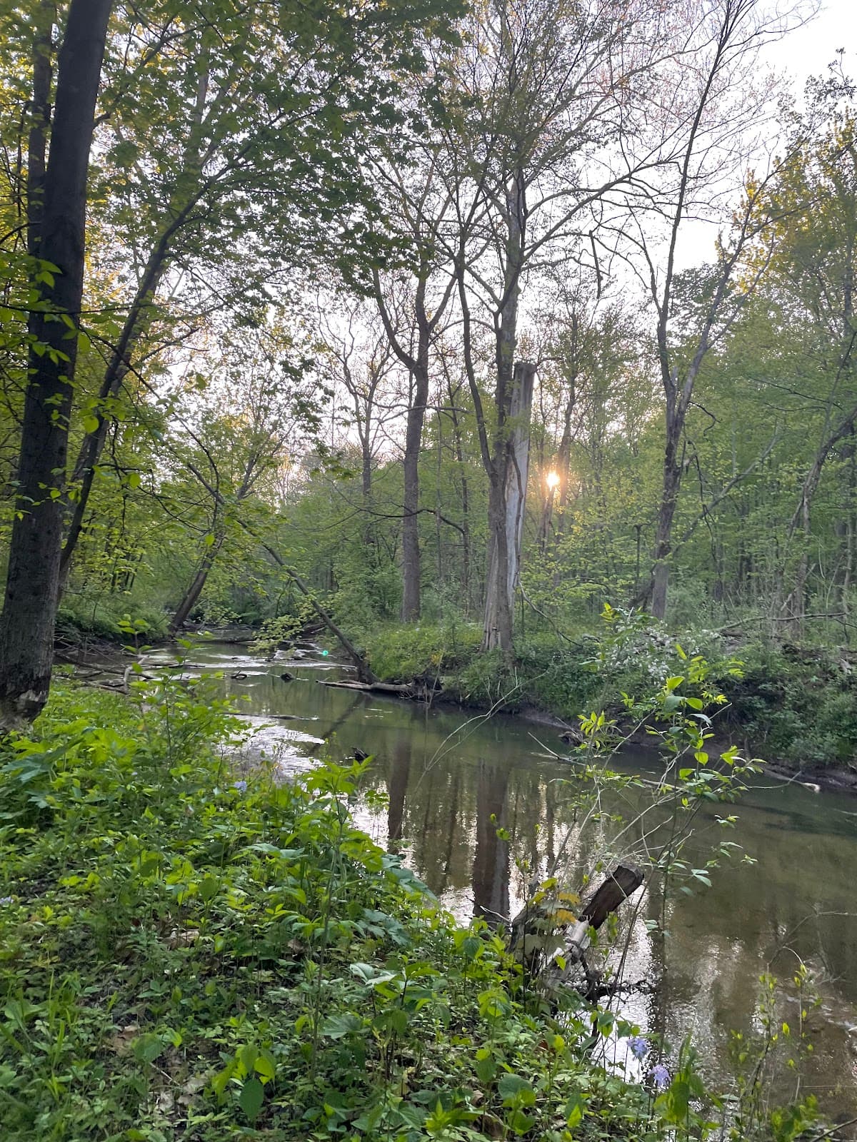 Heron Rookery - Image 1