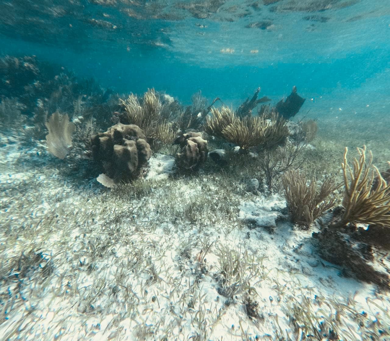 Mesoamerican Reef Puerto Morelos - Image 1