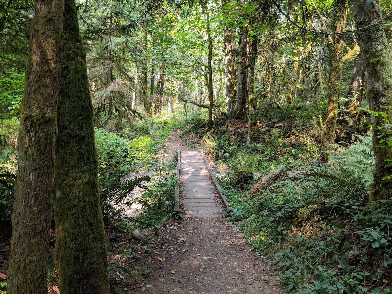 Squak Mountain East Ridge Trail
