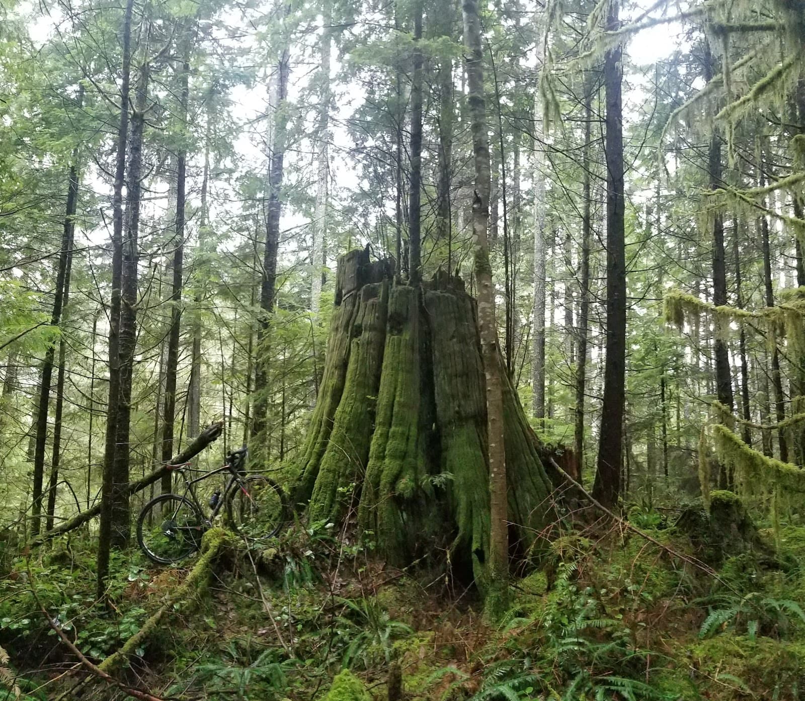 Lower Seymour Conservation Reserve - Image 1