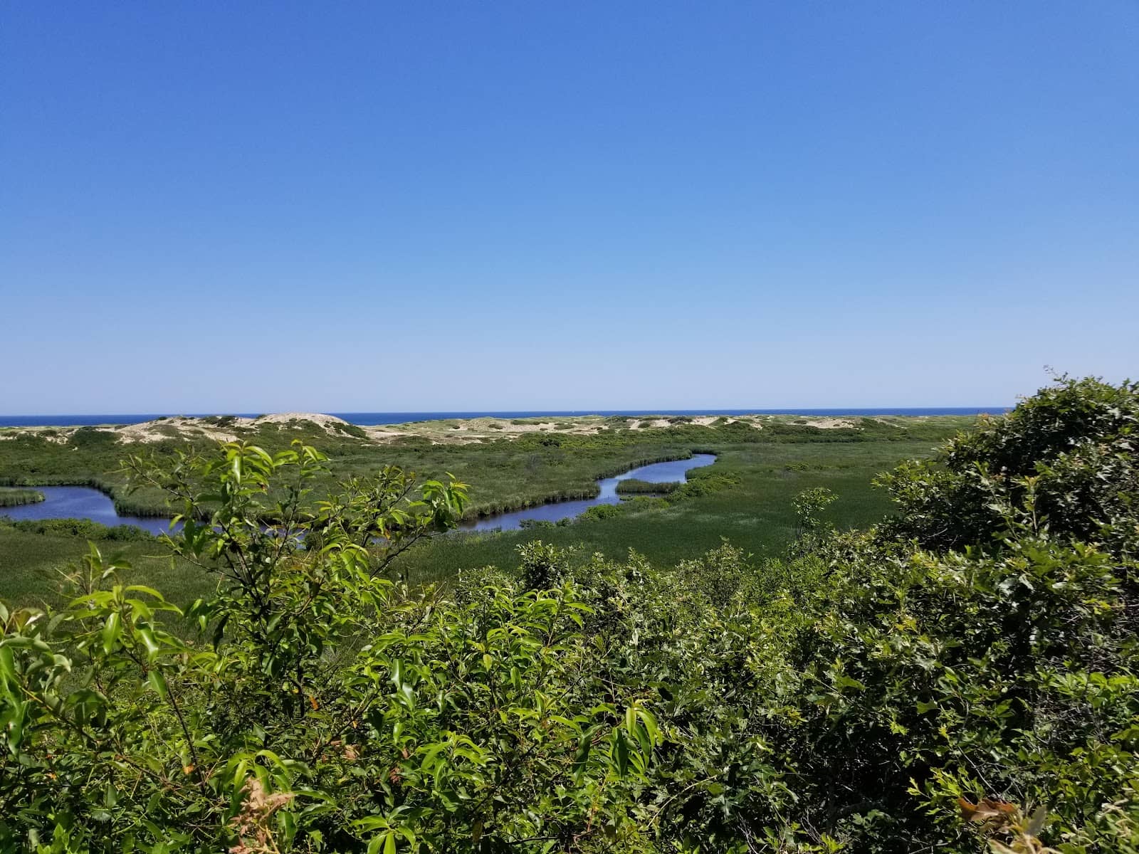 Diverse Coastal Vegetation