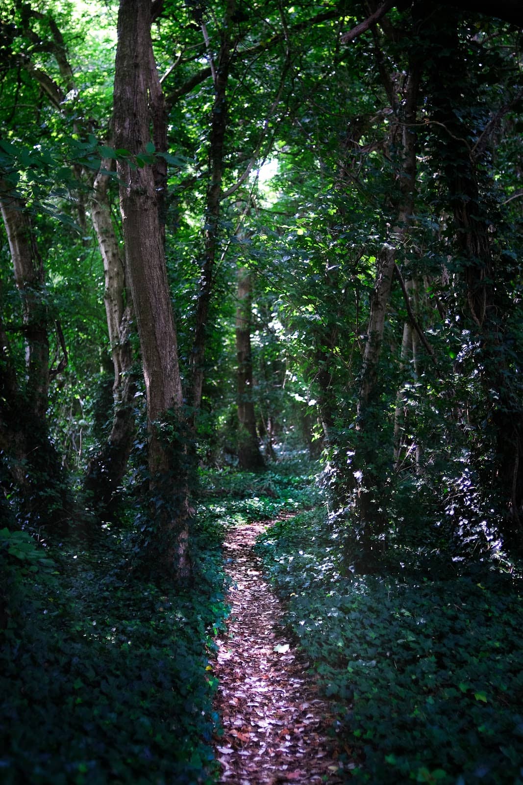 Vertical photo