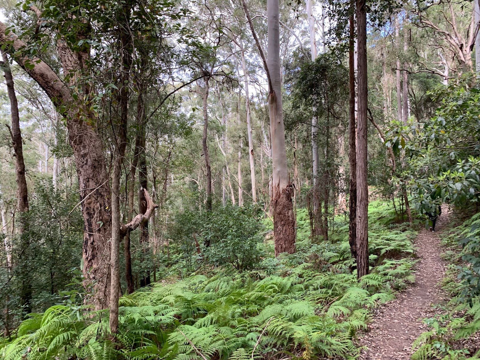 Blue Gum Walk, Hornsby - Image 1