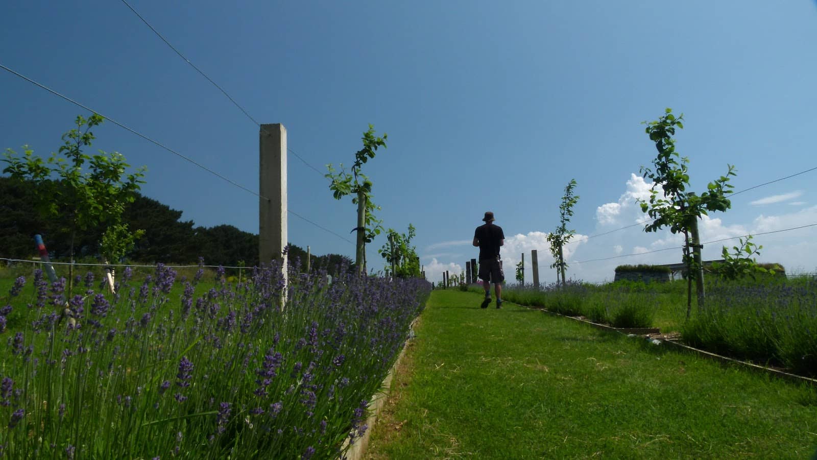 Volunteer Opportunities