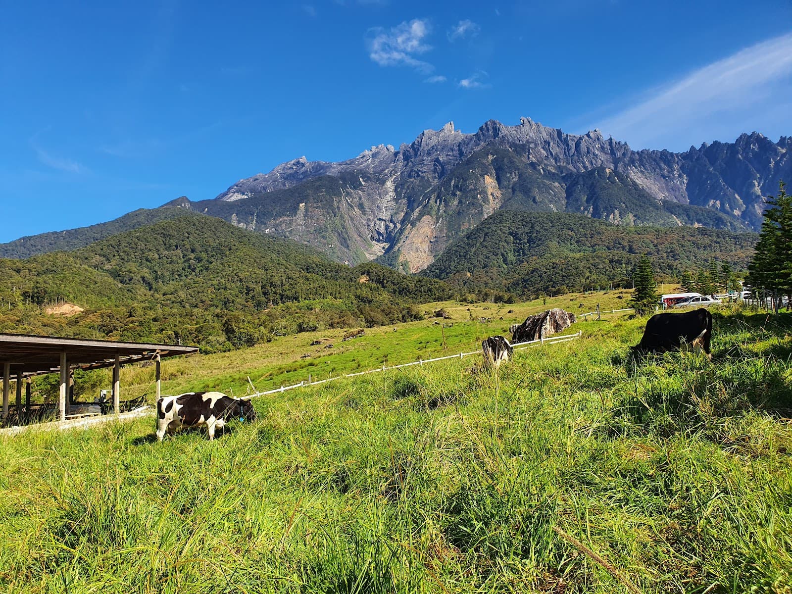 Desa Dairy Farm - Image 1