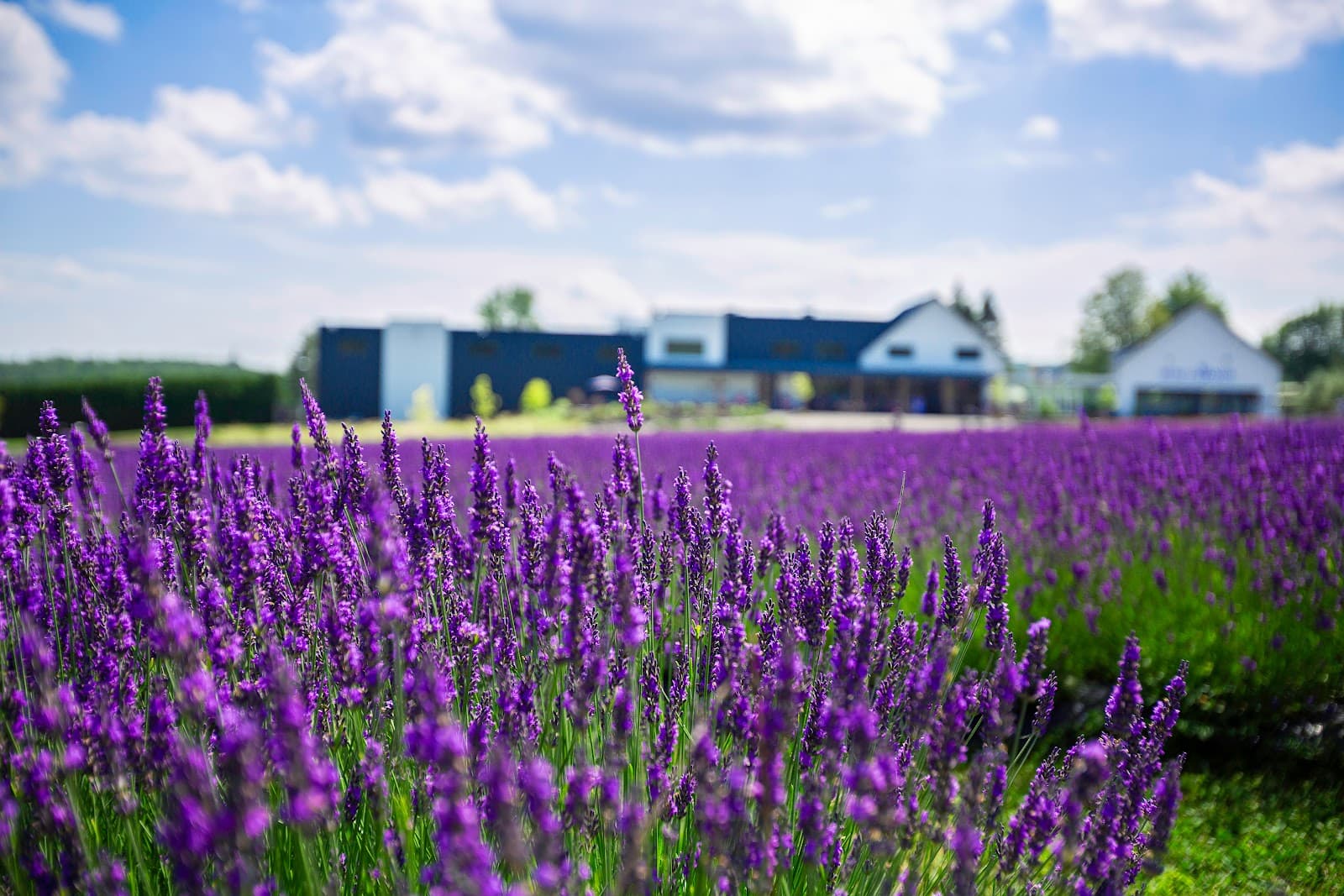 Bleu Lavande - Image 1