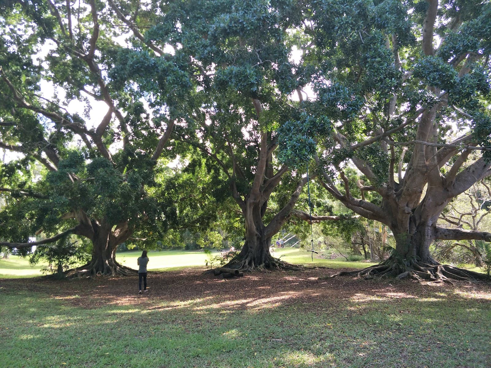 Mullumbimby Heritage Park & Rainforest Walk - Image 1