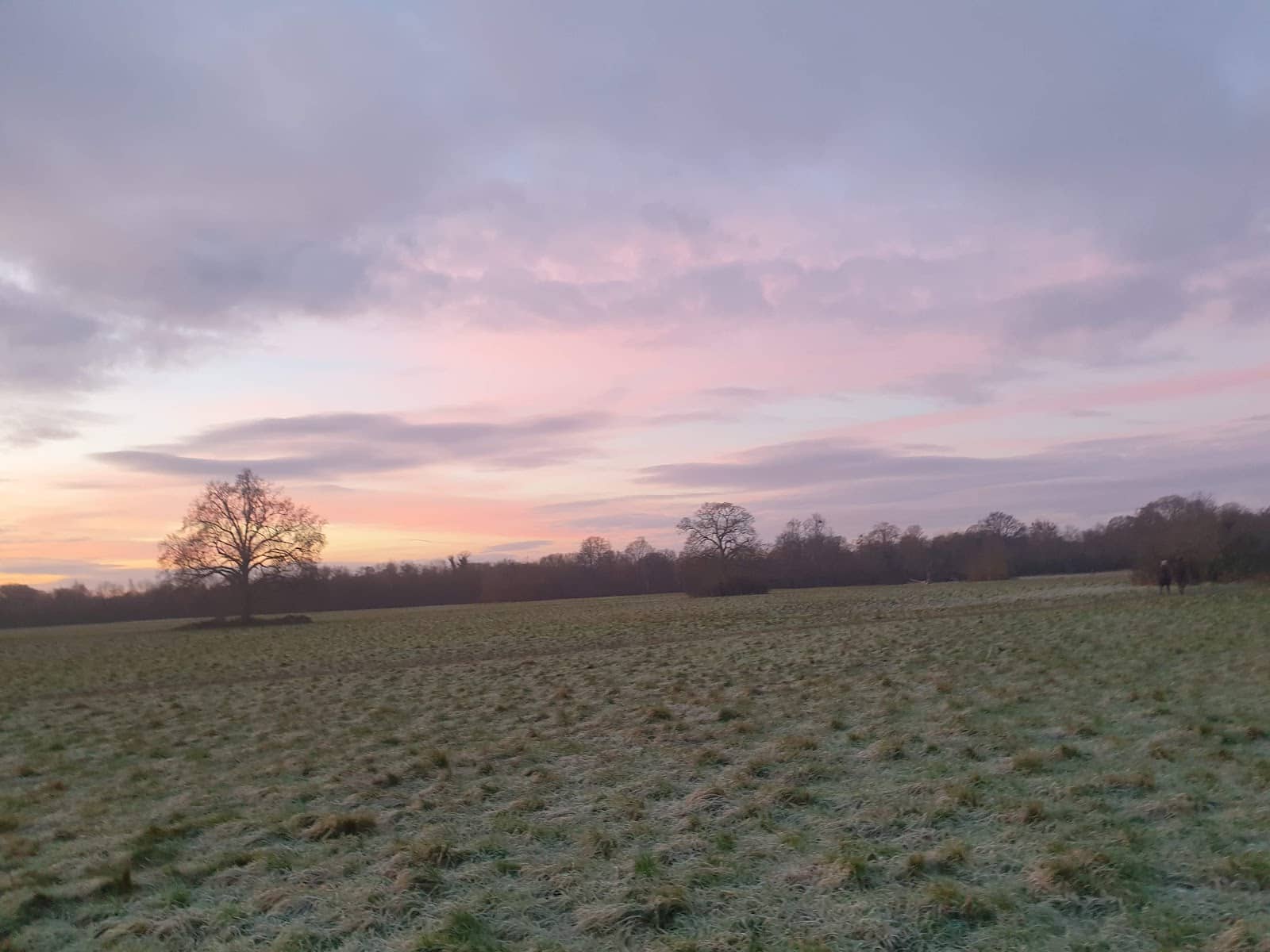 Open Meadows