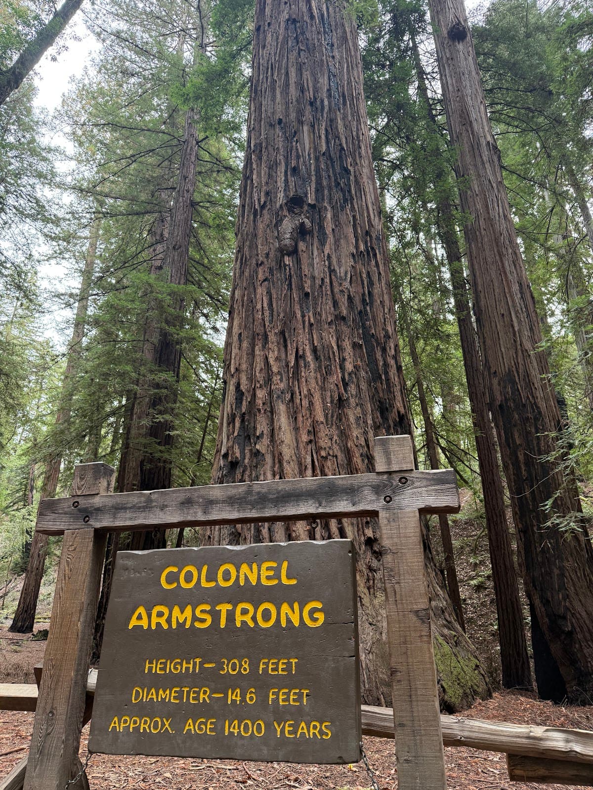 Colonel Armstrong Tree - Image 1