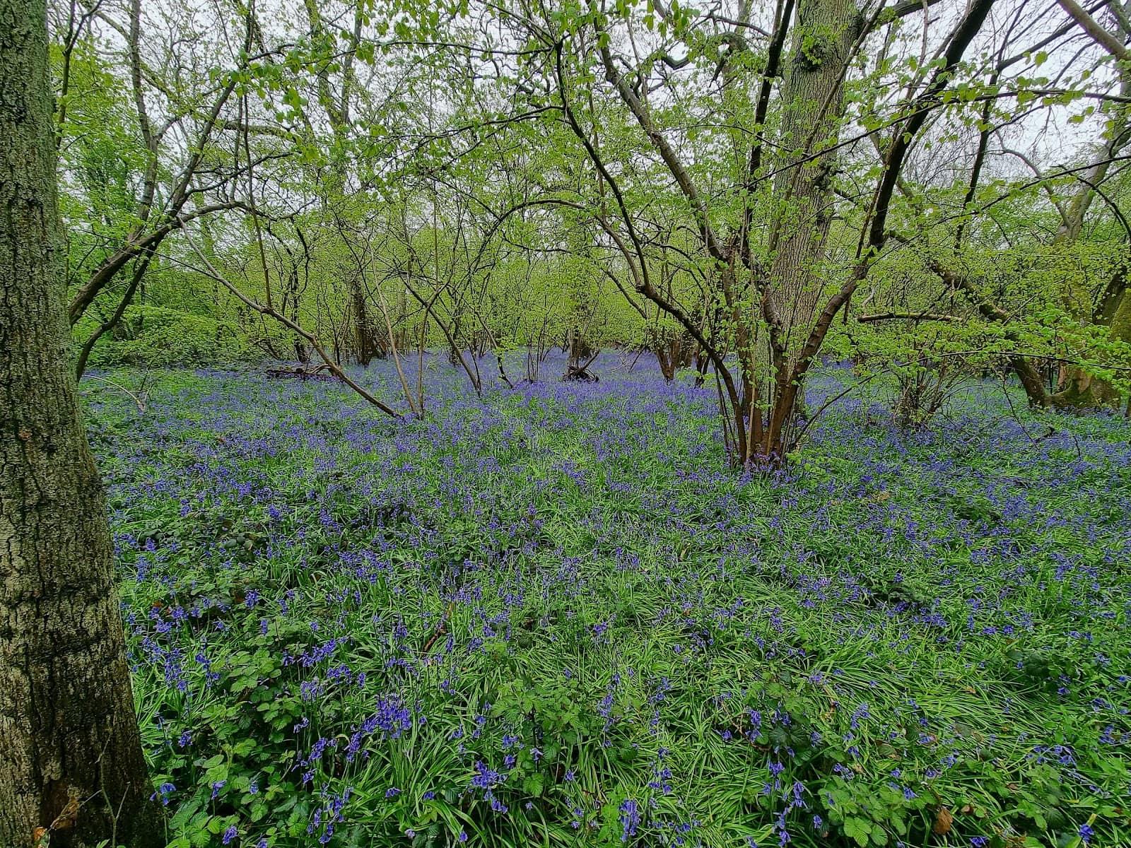 Peaceful Birdsong