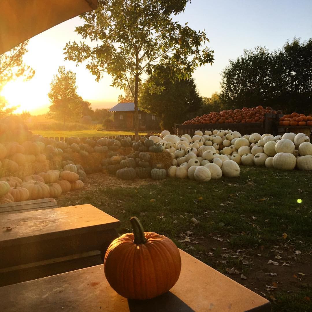 Osborn Farm (Pumpkin Patch) - Image 1