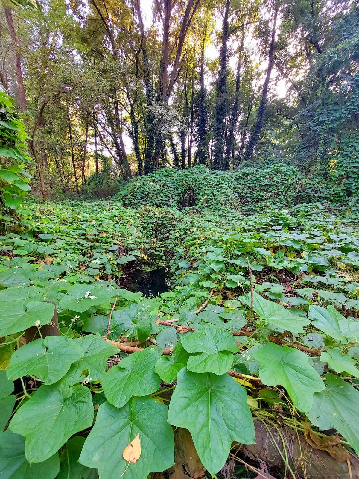 Immersive Nature Trails