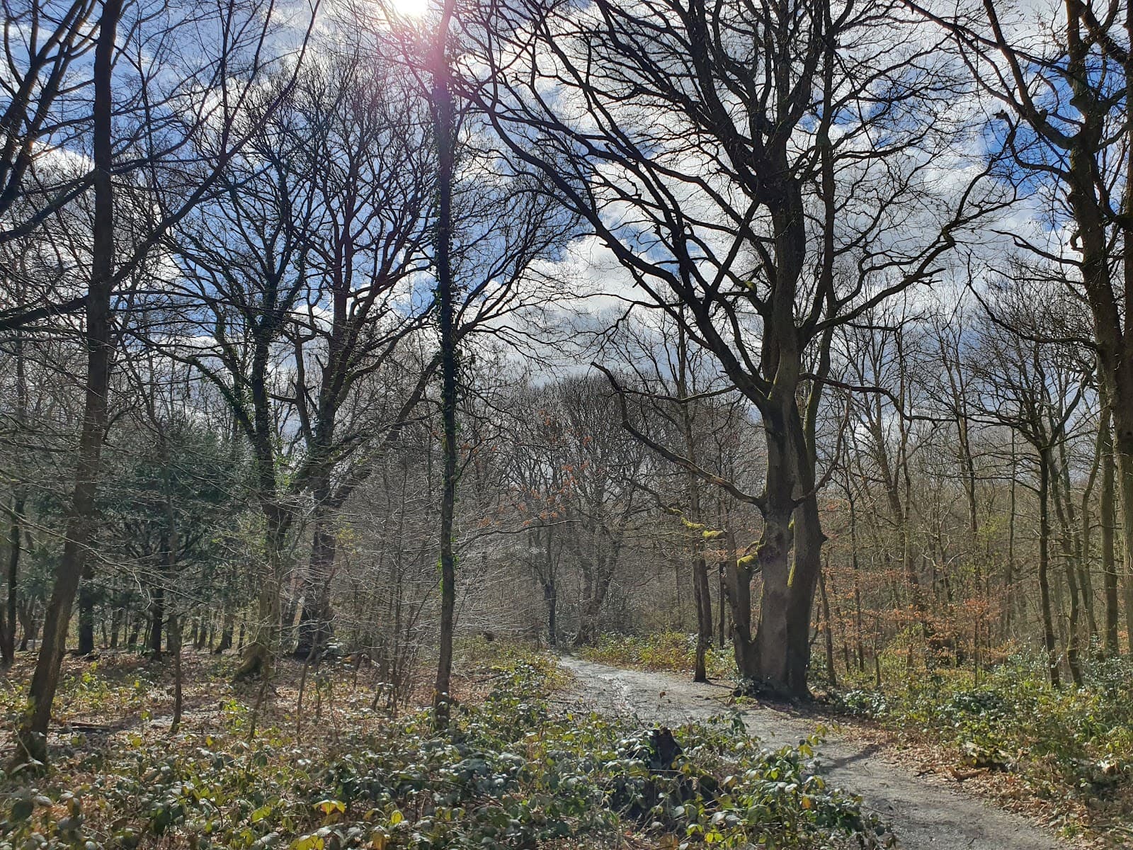 Park Wood, Ruislip - Image 1