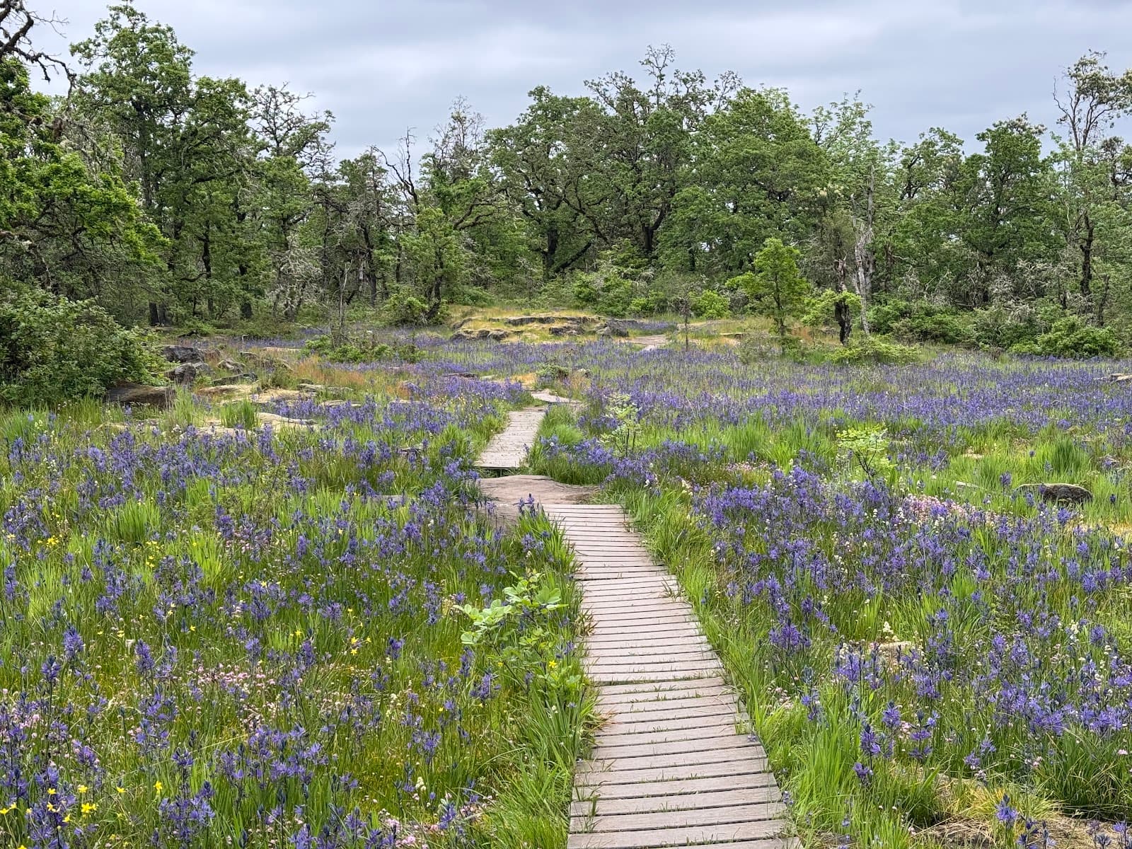 Camassia Natural Area - Image 1