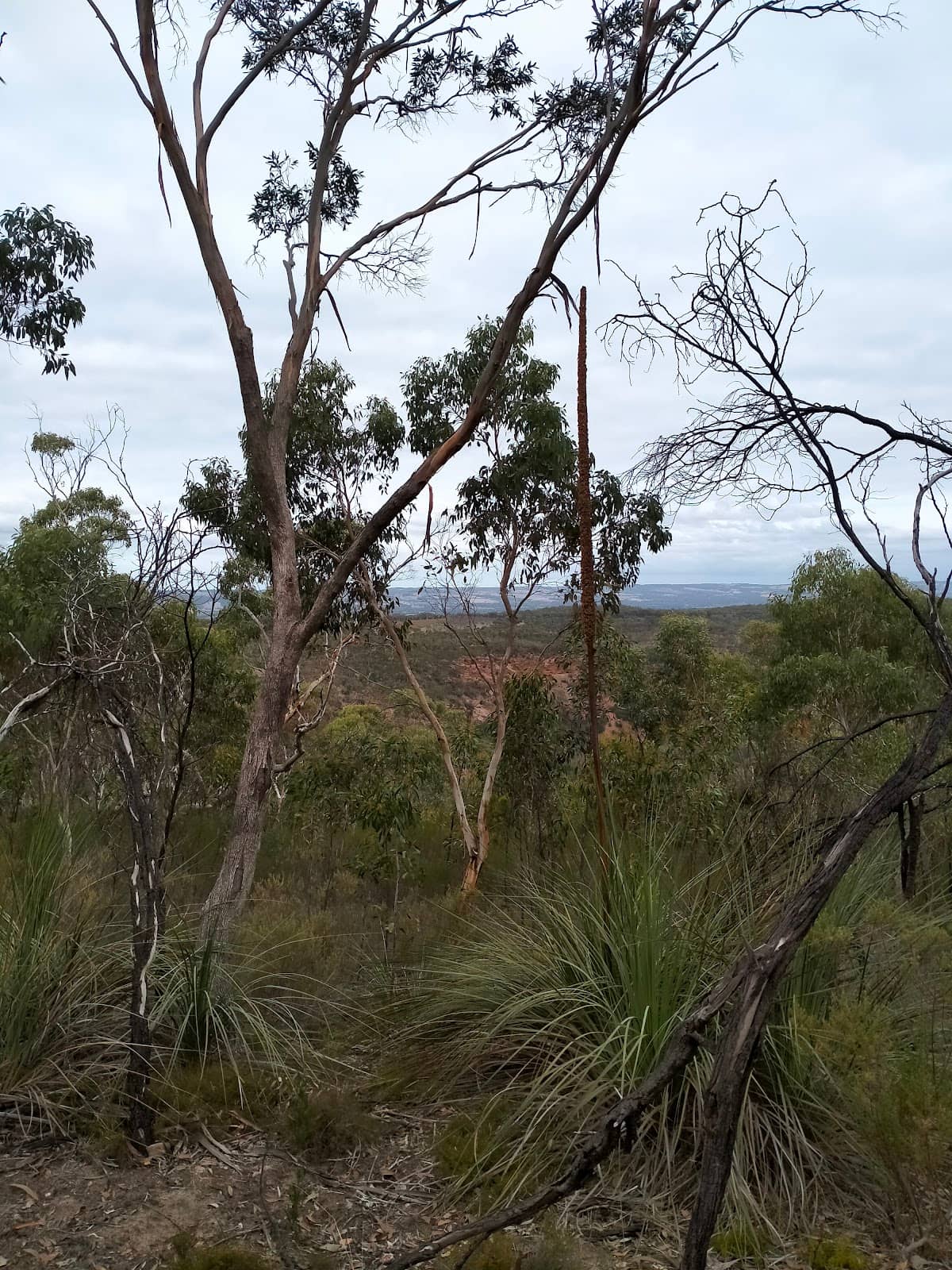 Native Orchid Spotting