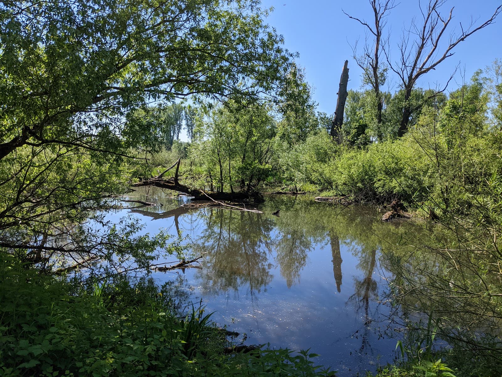 Urdenbacher Kämpe Nature Reserve - Image 1