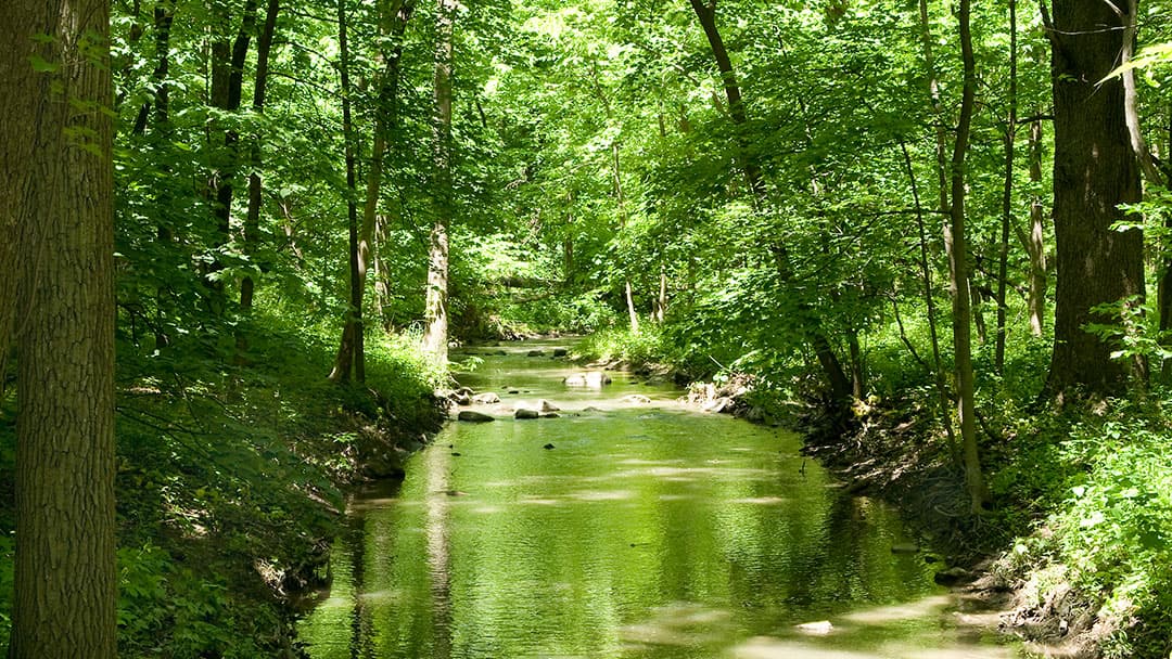 Hammel Woods - Image 1