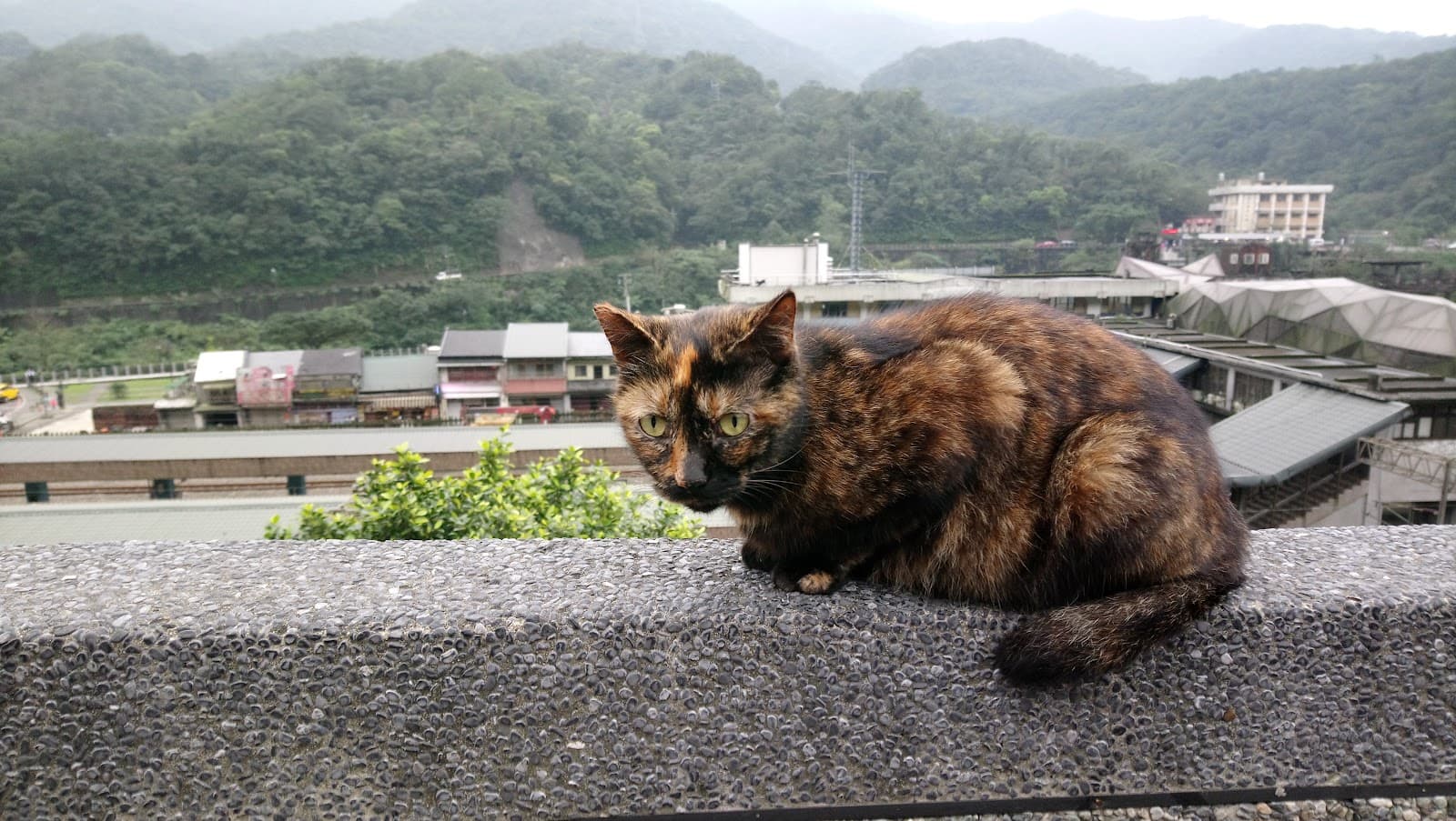 Houtong Cat Village - Image 1