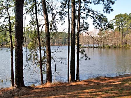 Davy Crockett National Forest - Image 1