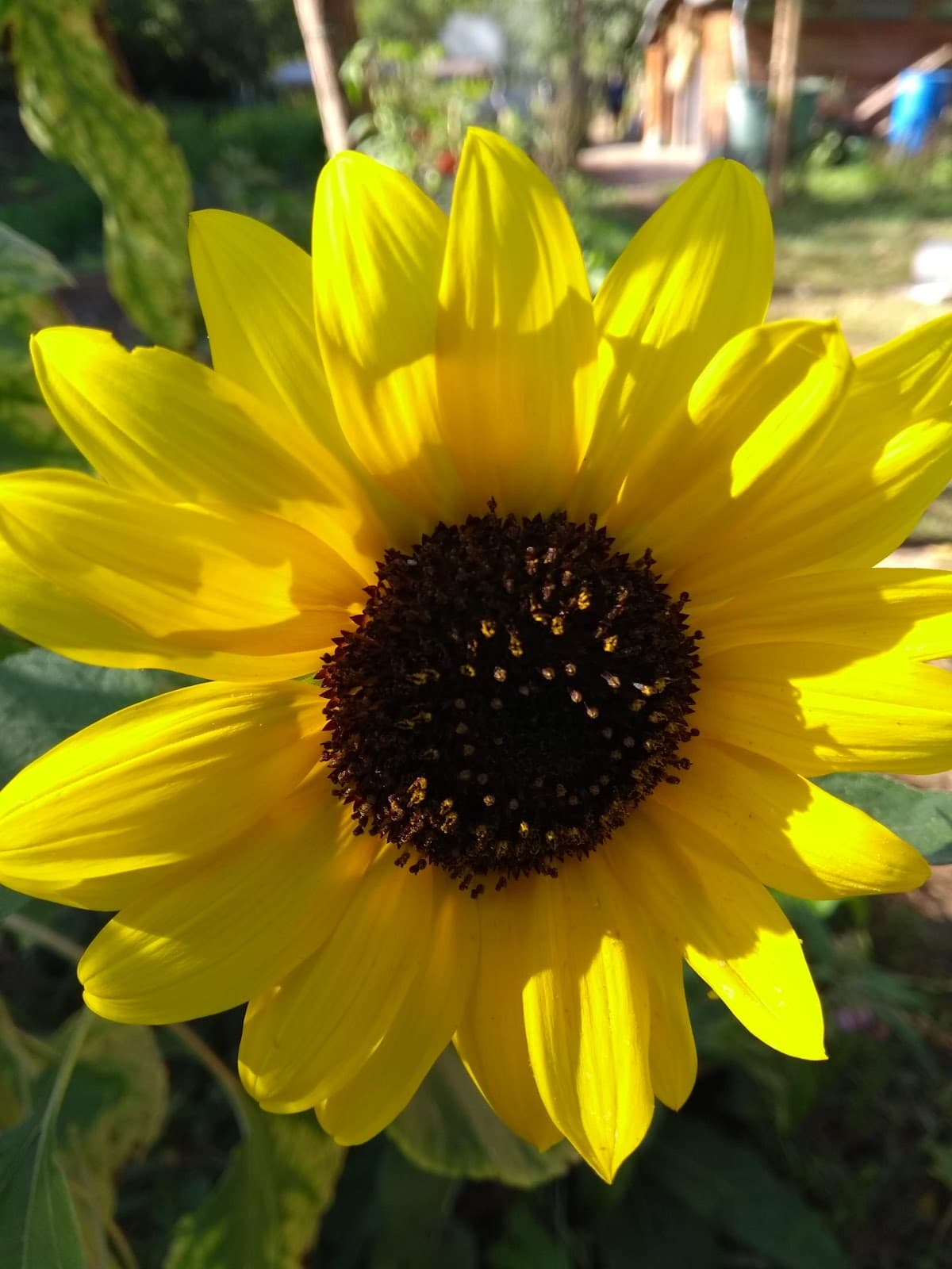 Koenigshoffen - Image 1