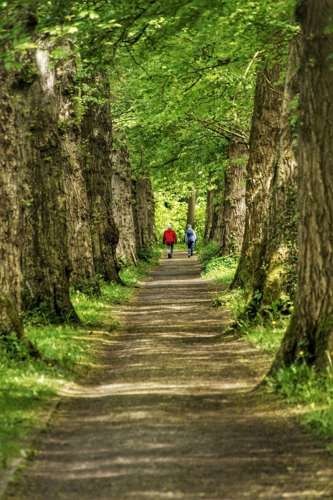 Mature Tree Groves