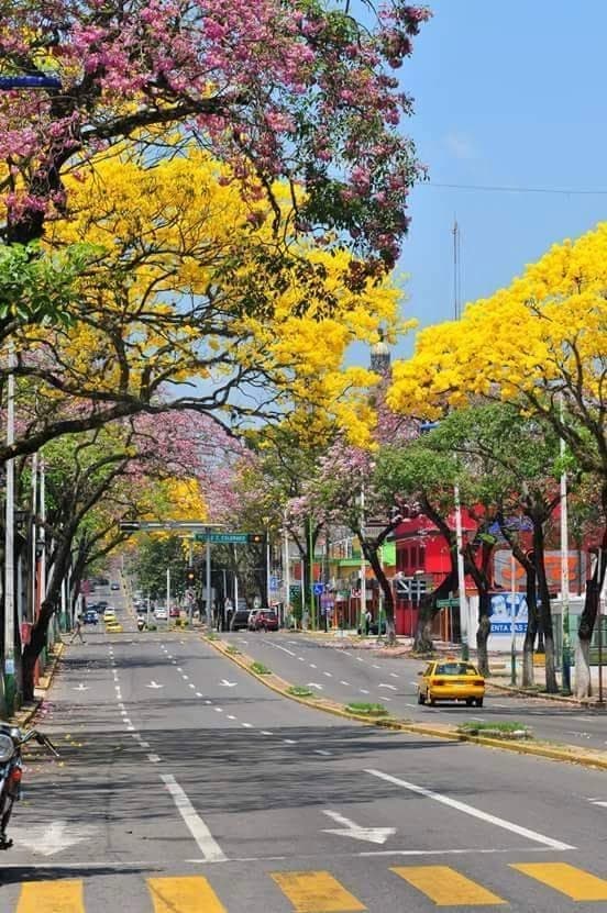 Paseo Tabasco - Image 1