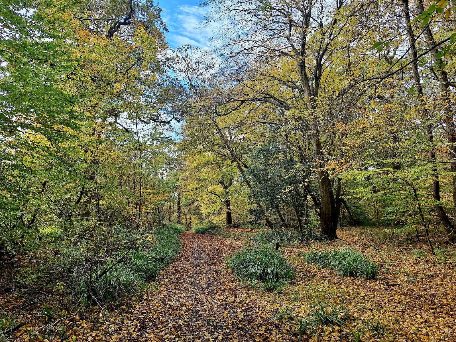 Bayhurst Wood Country Park - Image 1